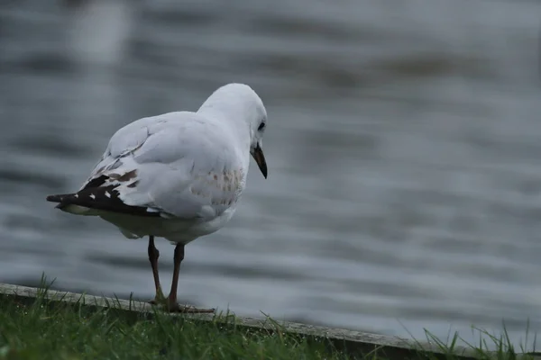 Uccello Bianco Sul Lago — Foto Stock