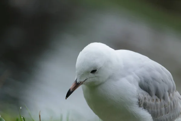 Witte Meeuw Zee — Stockfoto