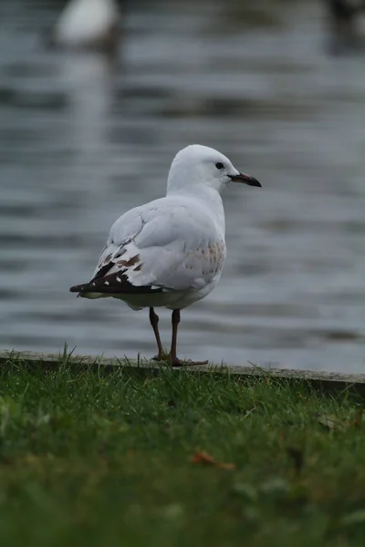 Red Billed Gull Beach — Stock Photo, Image