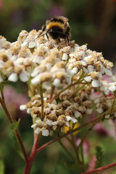 にバンブルビーの尻尾を持つ白い矢印の花 — ストック写真