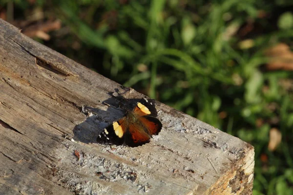 ニュージーランドのオタゴの田舎の庭の木の上で黄色の提督蝶 Vanessa Itea — ストック写真
