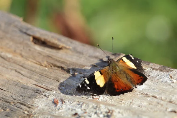 Yeni Zelanda sarı amiral (kahukowhai) tahtaya yakın. Vanessa itea.