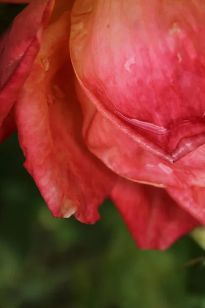 Закрыть Лепестки Красной Розы Дождем — стоковое фото