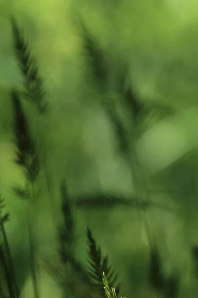 Зелена Трава Фон Лісу — стокове фото