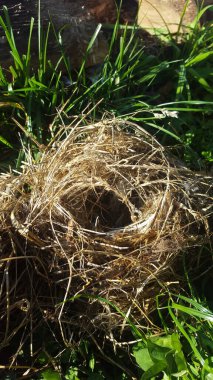 Çimenlerde bir kuşla yuvanın yakın çekimi.