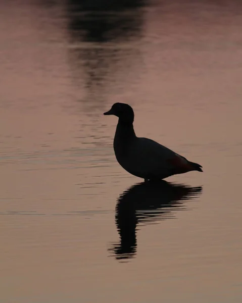 Schöner Vogel See — Stockfoto