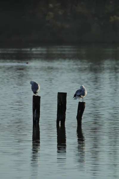Eine Schöne Aufnahme Von Vögeln Auf Stangen Wasser — Stockfoto