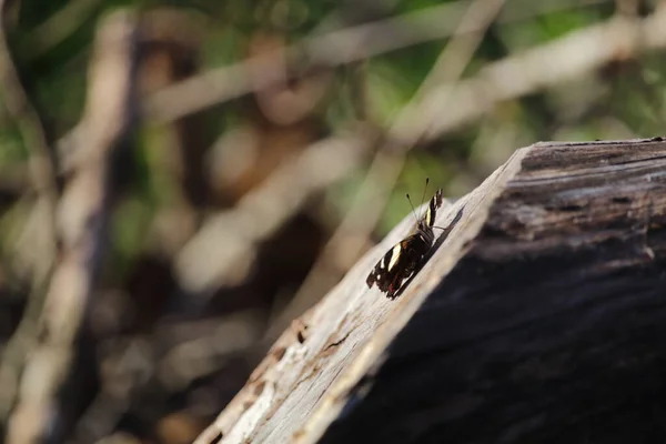 Primo Piano Farfalla Natura — Foto Stock