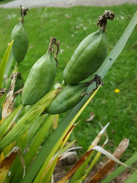 Bahçedeki yeşil bitki