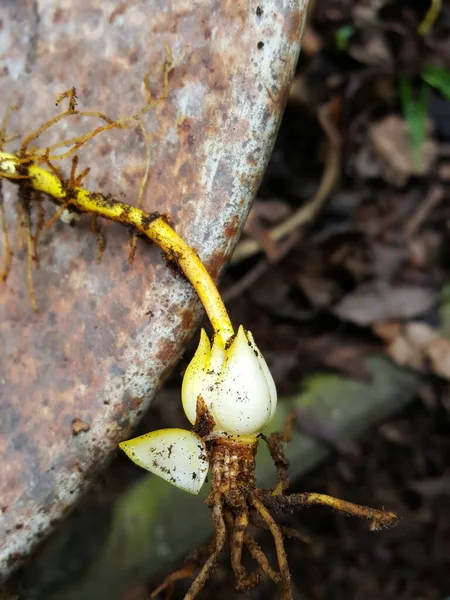 Gros Plan Plante Avec Des Racines — Photo