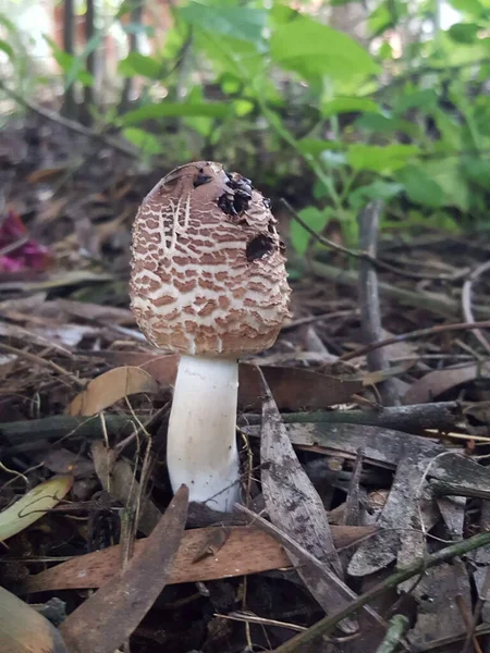 Champignon Dans Forêt — Photo