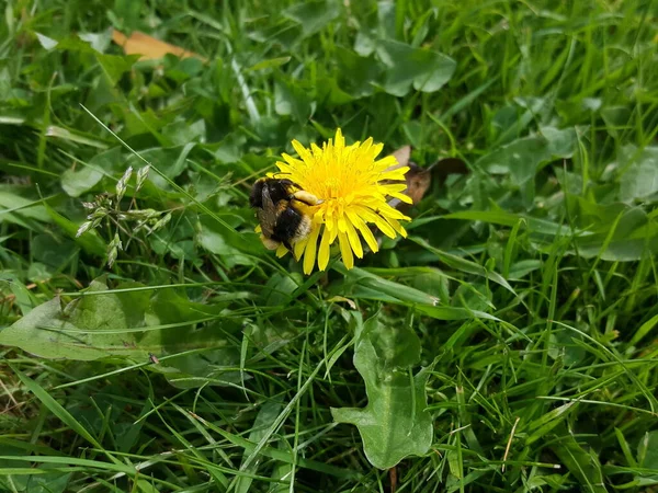 Μέλισσα Κίτρινο Λουλούδι Πικραλίδα Στον Κήπο — Φωτογραφία Αρχείου