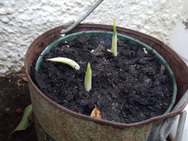 spring bulbs beginning to sprout at the start of spring, in a rustic bucket.