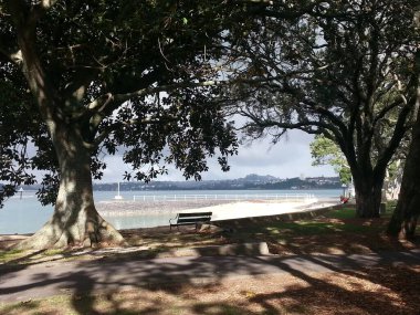 Bench and beach scene framed by trees in Auckland, New Zealand.