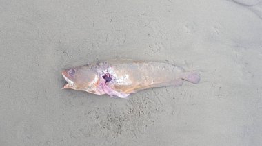 Sahilde ölü balık.