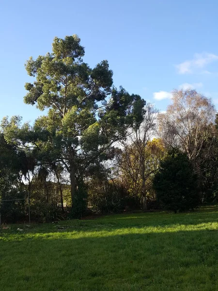 Vacker Utsikt Över Parken Med Träd Gräsmatta Och Rugby Inlägg — Stockfoto