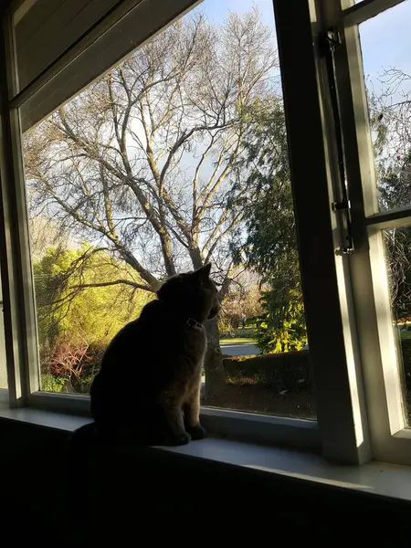 Graue Chartreux Katze Sitzt Auf Der Fensterbank Mit Blick Auf — Stockfoto