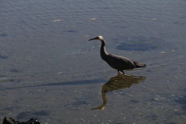 White Face Heron Bird Water — стоковое фото