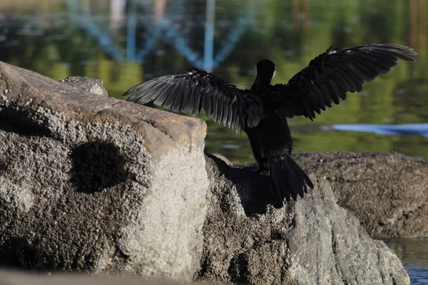 Ein Vogel Sitzt Auf Einem Felsen Wasser — Stockfoto