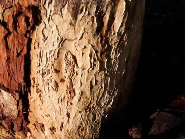 Крупним Планом Знімок Стовбура Дерева — стокове фото