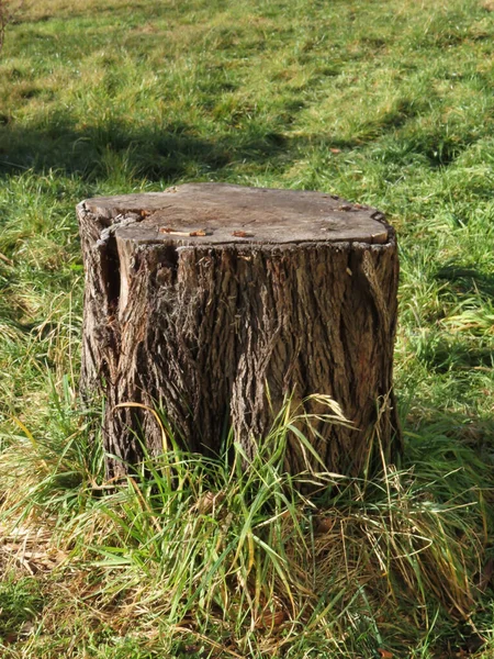 Starý Dřevěný Pahýl Lese — Stock fotografie