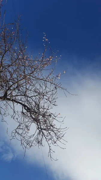 Boomtakken Lucht — Stockfoto