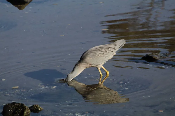 Silberreiher Wasser — Stockfoto