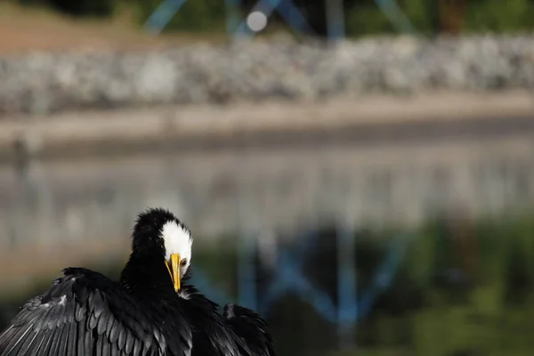 Schwarzkopf Kormoran Auf Dem Fluss — Stockfoto