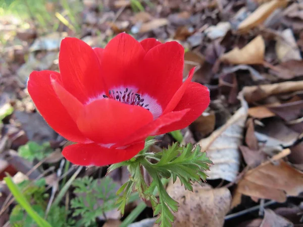 美しい花の庭園で栽培 — ストック写真