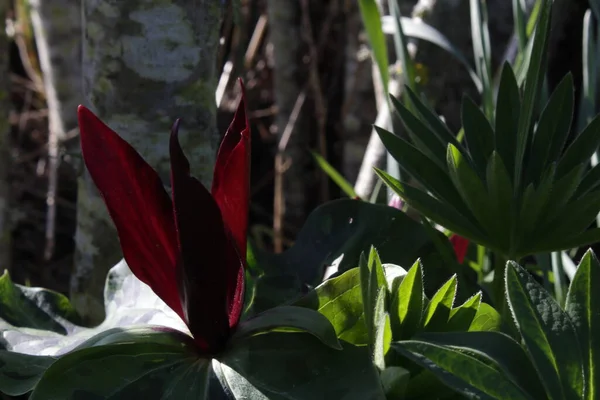 Бургундский Цветок Триллиума Лесном Саду — стоковое фото