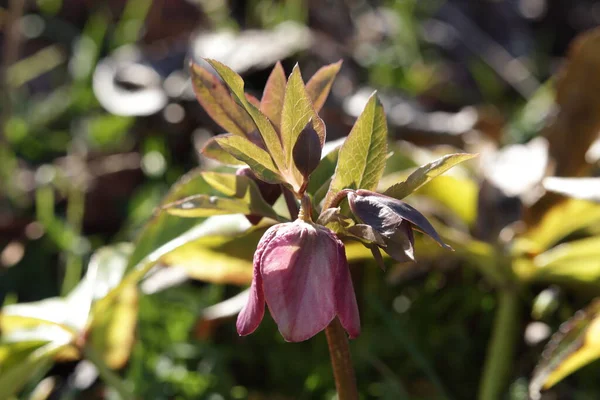 Pink Hellebore Flower Bud Open Commonly Known Winter Rose — Stockfoto