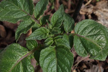 Güzel yeşil yapraklar arka plan. Doğa yazı.