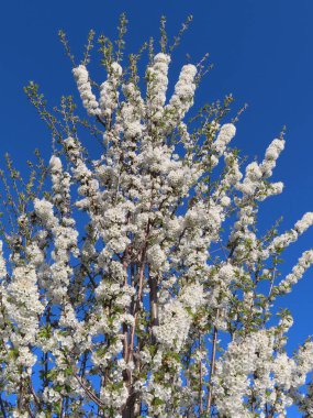 Beyaz ve mavi gökyüzü ile çiçek açan ağaç.