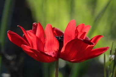 Bahçedeki güzel kırmızı çiçek