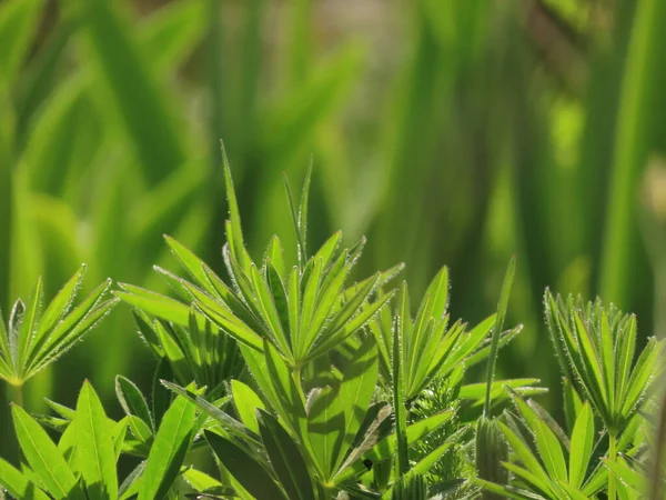 Piękne Zielone Liście Tła Lato Natury — Zdjęcie stockowe