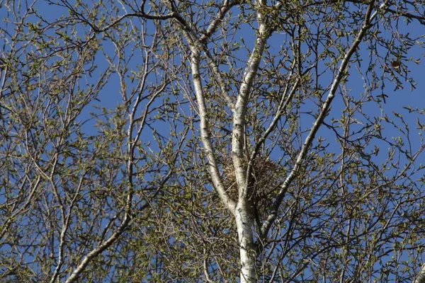 Дерево Ранній Весняний Час — стокове фото