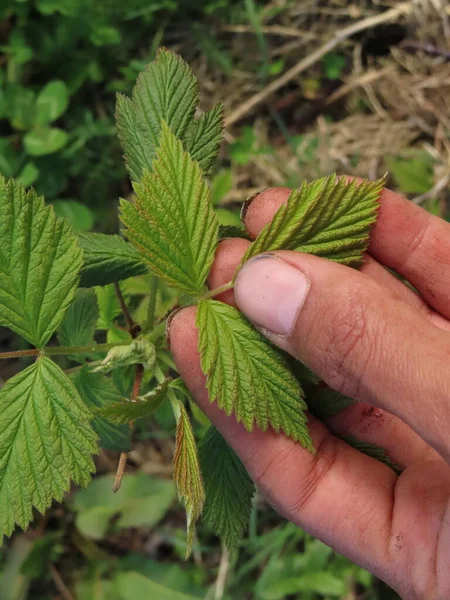 Egy Fiatal Zöld Növényt Tartó Kéz Közelsége Stock Kép