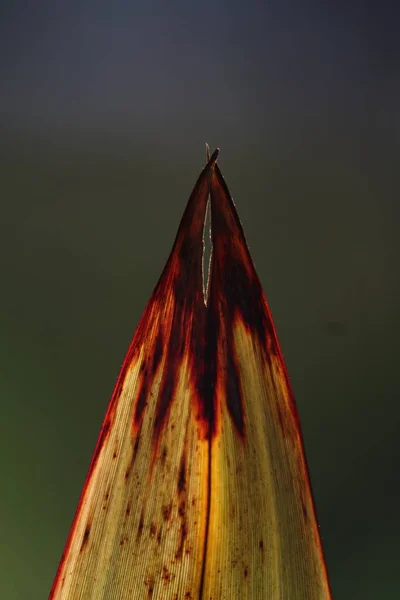 Groene Blad Textuur Achtergrond — Stockfoto