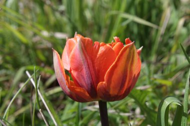 Bahçedeki güzel kırmızı lale