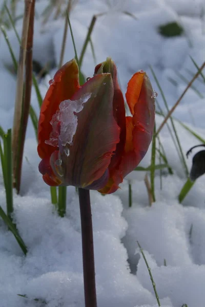 Oranje Irene Papegaai Tulp Lente Sneeuw Sneeuw Het Midden Van — Stockfoto