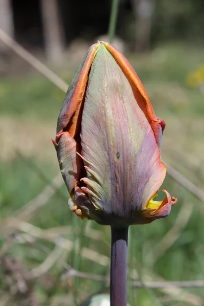 Közelkép Virág Bimbó Tulipán Irene Papagáj Területen Stock Fotó