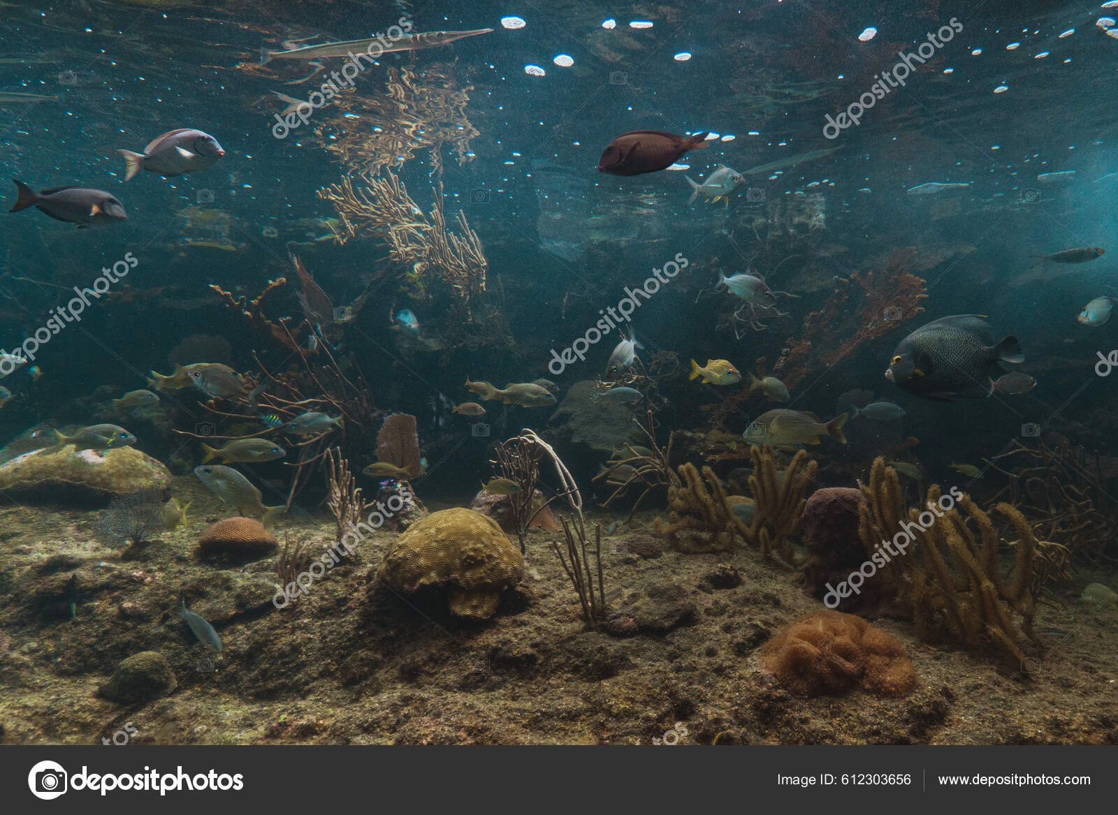 May 2022 Aquarium Xcaret Park Playa Del Carmen Stock Photo by
