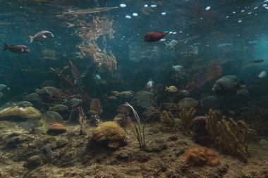 Mayıs 2022. Playa del Carmen 'deki Xcaret Park' taki akvaryum..