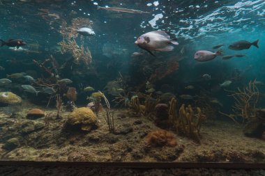Mayıs 2022. Playa del Carmen 'deki Xcaret Park' taki akvaryum..