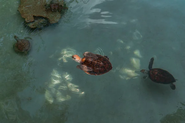 Maio 2022 Tartarugas Resgate Dentro Parque Xcaret Playa Del Carmen — Fotografia de Stock
