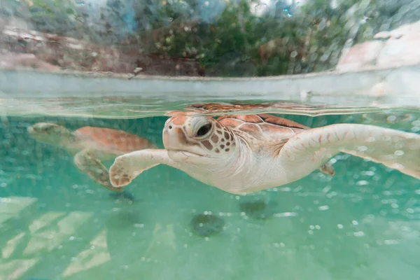 Maio 2022 Tartarugas Resgate Dentro Parque Xcaret Playa Del Carmen — Fotografia de Stock