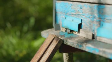 Arılar kovana yakın mesafeden uçar. Bal arıları uçar ve ahşap kovanın girişine doğru uçar. Arıcılık konsepti