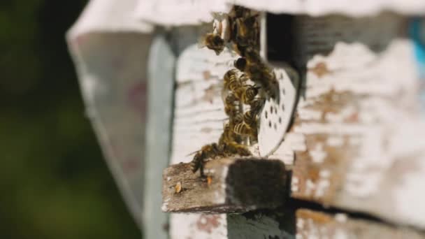 Pszczoły Lecą Ula Bliska Pszczoły Miodne Wylatują Wlatują Wejścia Drewnianego — Wideo stockowe