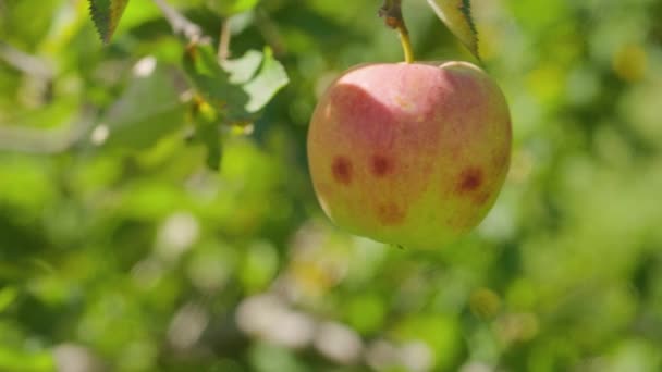 Apple Ripens Tree Reddish Apple Sways Branch Ripe Apple Blurred — Stockvideo