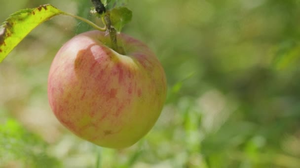 Apple Ripens Tree Reddish Apple Sways Branch Ripe Apple Blurred — Vídeo de Stock